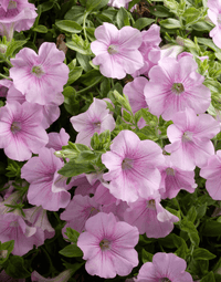 Light rosa petunia blumen in töpfen