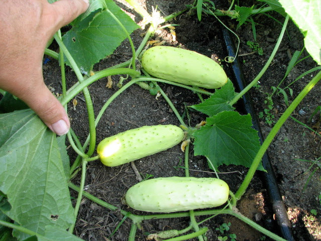 Mini weiße cucumber samen für container gardening