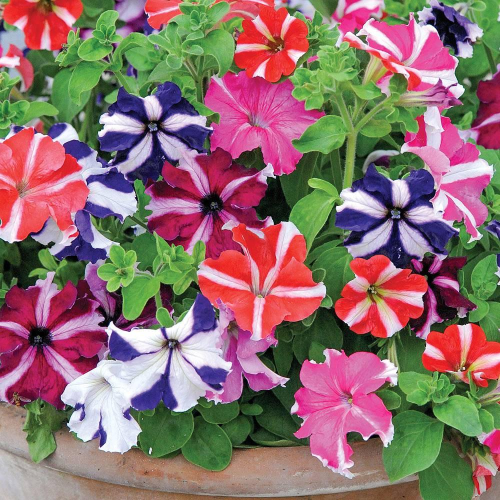 Mixed color petunia blumen in töpfen