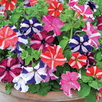 Mixed color petunia blumen in töpfen