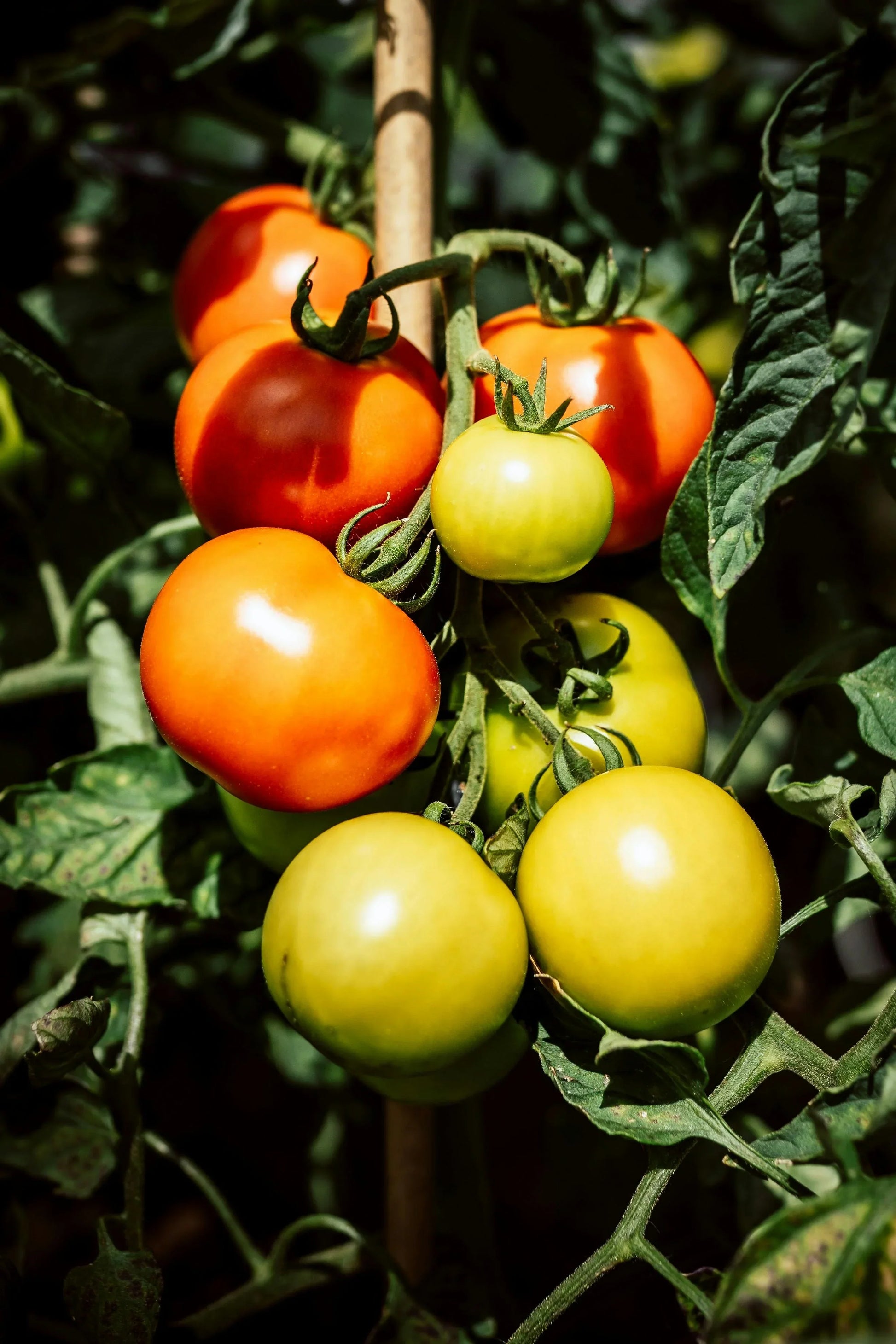 Mixed tomato samen suitable für container aussaat and raised beds