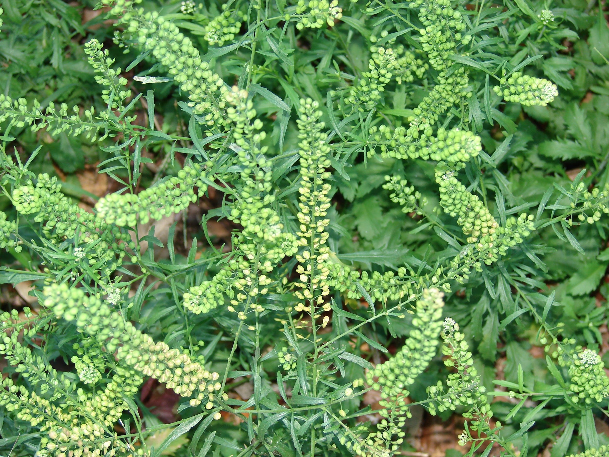 Pepperweed samen für container and balcony gardening