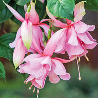 Fuchsia blume samen for anpflanzung rosa blooms - perfect a vibrant garten