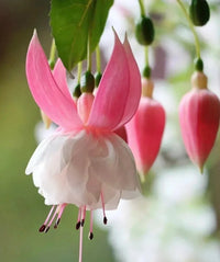 Fuchsia blume samen for anpflanzung rosa blooms - perfect a vibrant garten