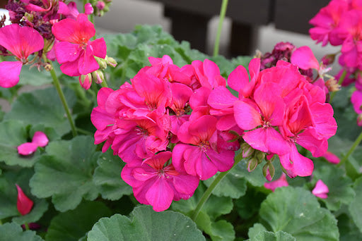 Rosa geranium blumen in töpfen