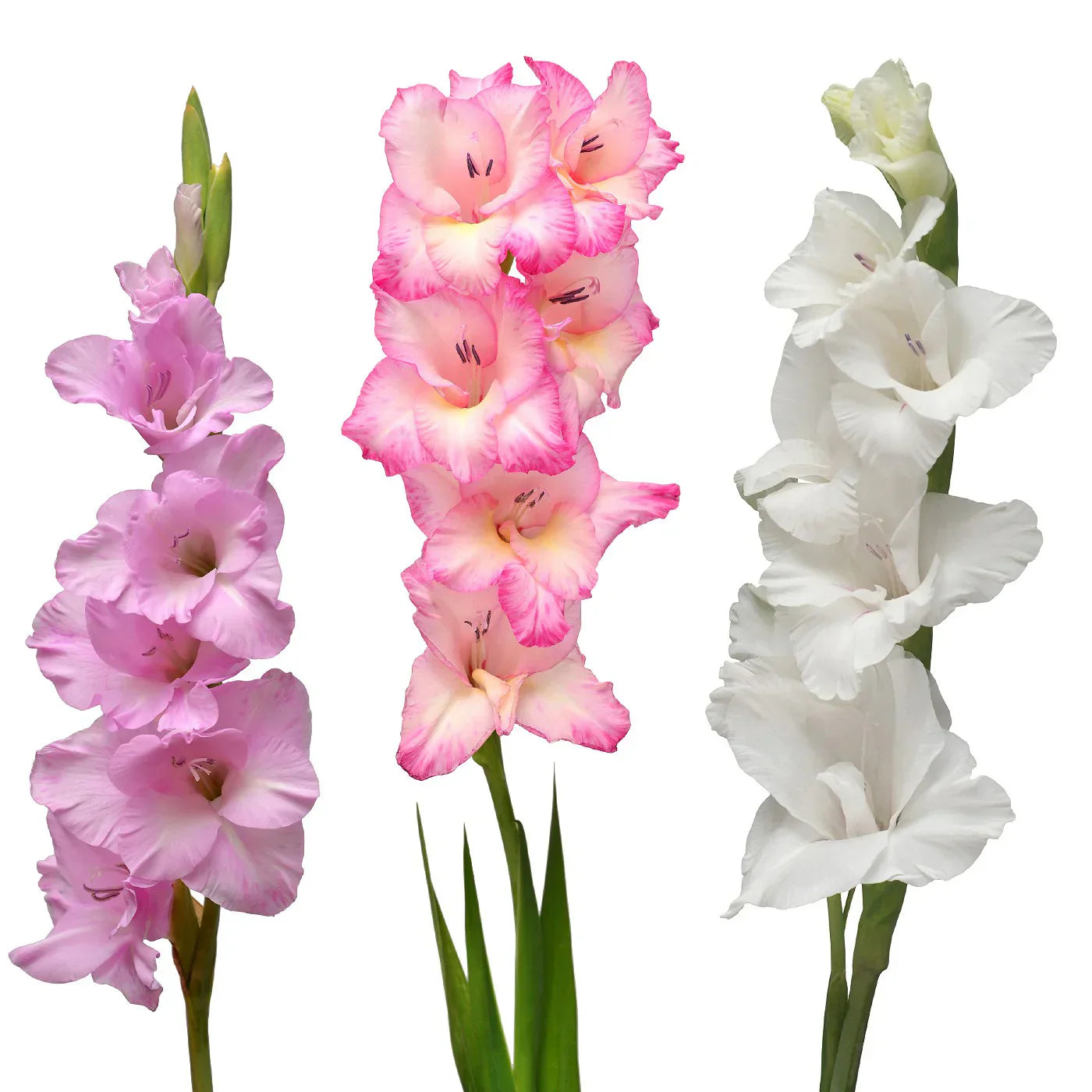 Weiß & rosa gladiolus blumen in töpfen