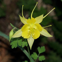 Gelb aquilegia pflanzen in containers and töpfen