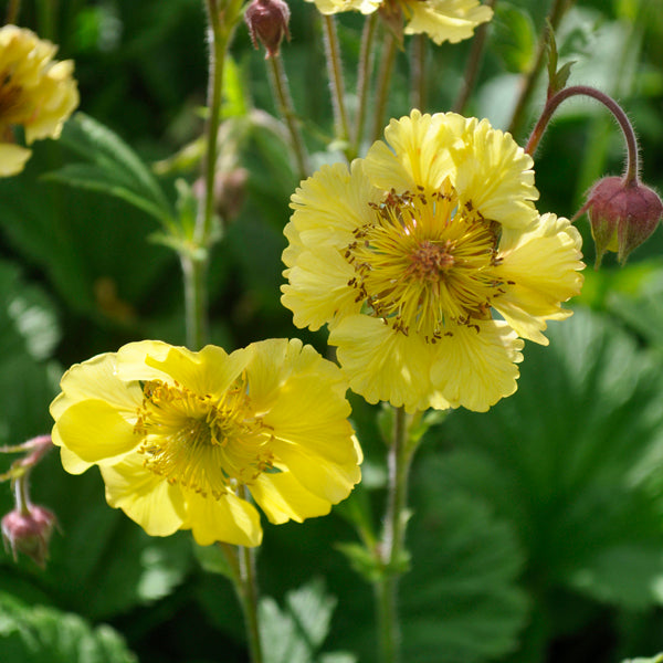 Gelb Avens Sunrise Blumensamen zur Aussaat – leuchtend – Traditionssorte & ohne Gentechnik Samen Hausgarten
