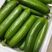 Continuous harvest cucumber pflanzen gezogen aus smr58 samen