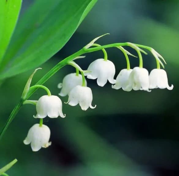 Valley Blumensamen zur Aussaat kompakt Wuchs Traditionssorte & ohne Gentechnik Samen Hausgarten