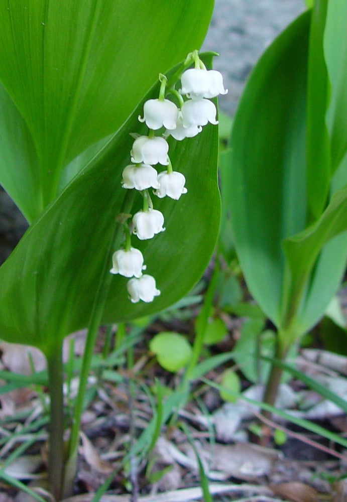 Convallaria Majalis Blumensamen zur Aussaat Wildblume Mischung Traditionssorte & ohne Gentechnik Samen Hausgarten
