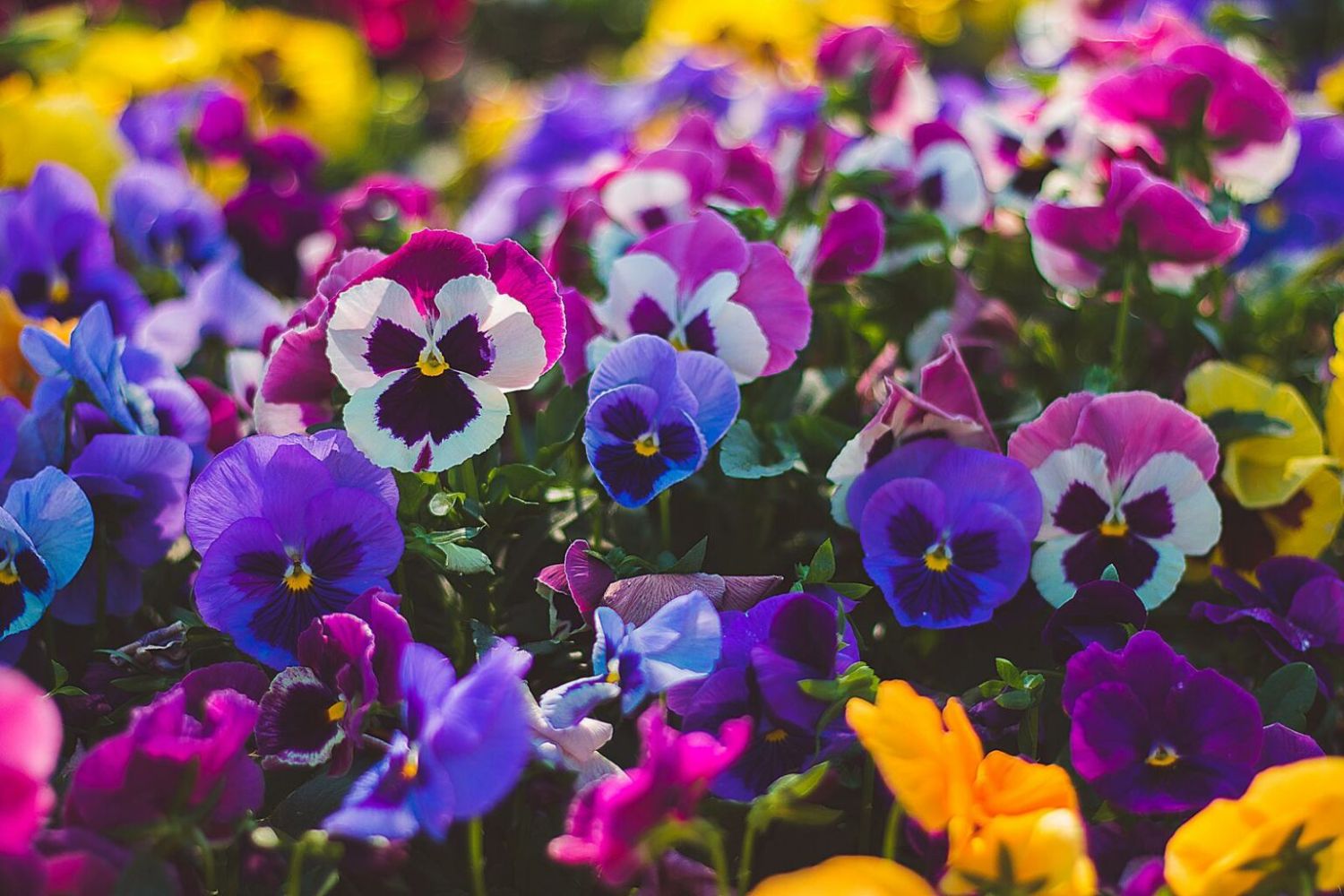 Cool weather pansy blumen blooming