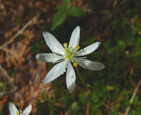 Goldthread Blumensamen zur Aussaat duftend Blüten Traditionssorte & ohne Gentechnik Samen Hausgarten
