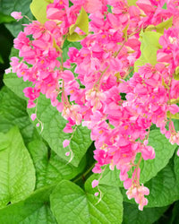 Coral vine (antigonon) blumen in bloom