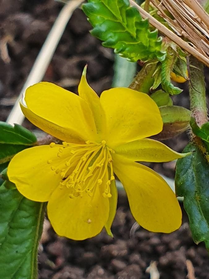 Corchorus blume samen for vibrant garten blooms

