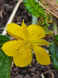 Corchorus blume samen for vibrant garten blooms
