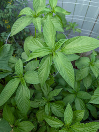 Corchorus olitorius samen aussaat guide für gardeners