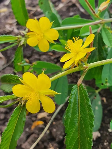 Corchorus samen for borders and garten beds
