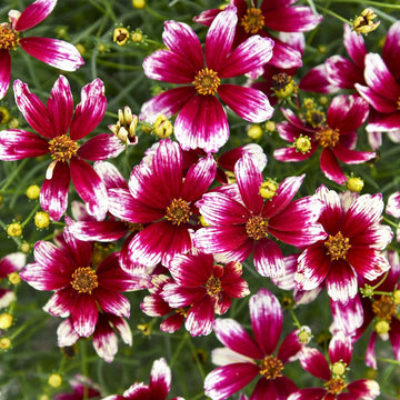 Coreopsis berry chiffon blume samen for anpflanzung