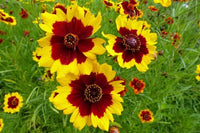 Coreopsis bicolor garten blume samen – rot gelb daisy blooms