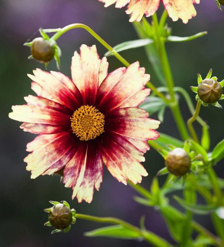 Coreopsis berry chiffon planted along a garten border