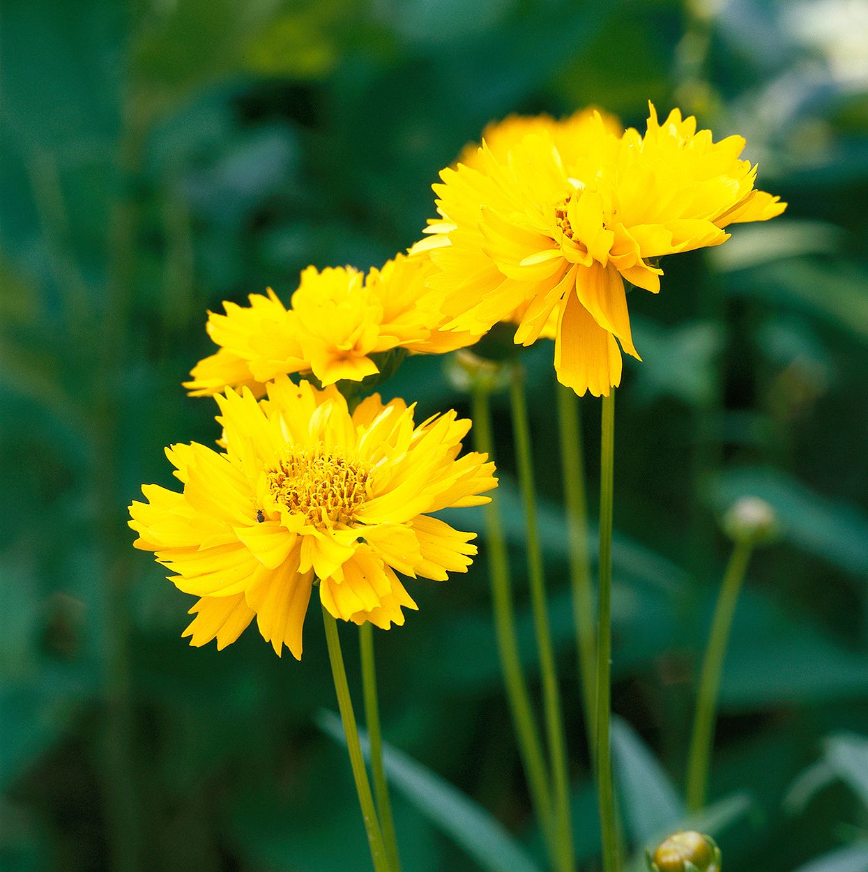 Coreopsis Blumensamen zur Aussaat Schnitt Blume beliebt Traditionssorte & ohne Gentechnik Samen Hausgarten