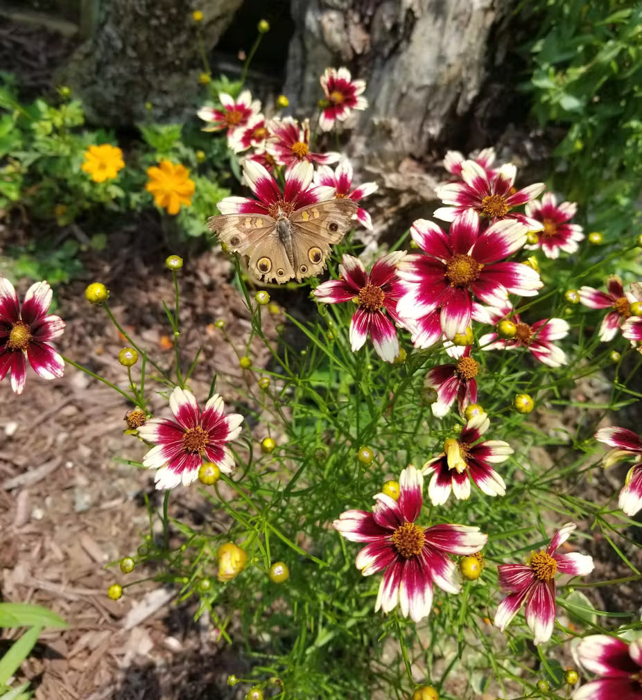 Close-up of berry chiffon coreopsis rosa and weiß blumen