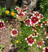 Close-up of berry chiffon coreopsis rosa and weiß blumen