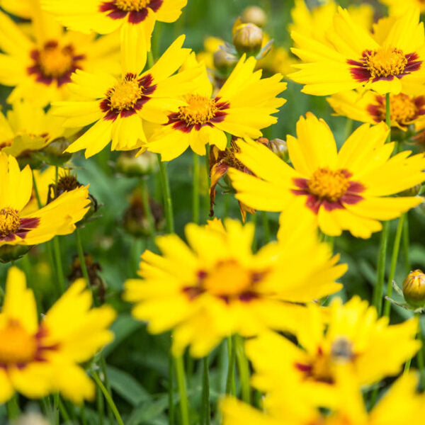 Gelb Coreopsis Blumensamen zur Aussaat – Wildblume Mischung – Traditionssorte & ohne Gentechnik Samen Hausgarten