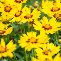 Gelb Coreopsis Blumensamen zur Aussaat – Wildblume Mischung – Traditionssorte & ohne Gentechnik Samen Hausgarten