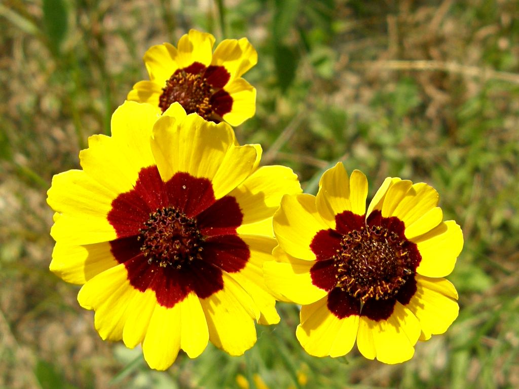 Calliopsis Samen einfache Aussaat – Garten Blumensamen