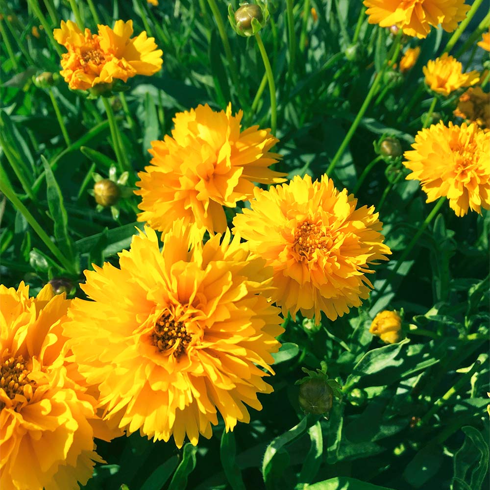 Coreopsis gelb early sunrise blooms in garten