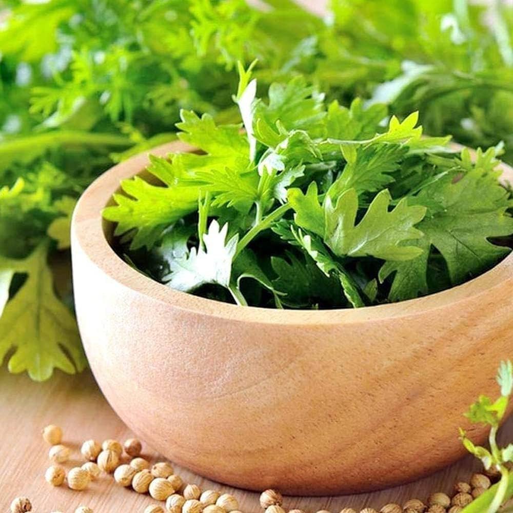 Coriander pflanzen wachsend in a home garten