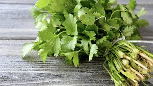 Harvested coriander Samen from cilantro Pflanze