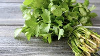 Harvested coriander Samen from cilantro Pflanze