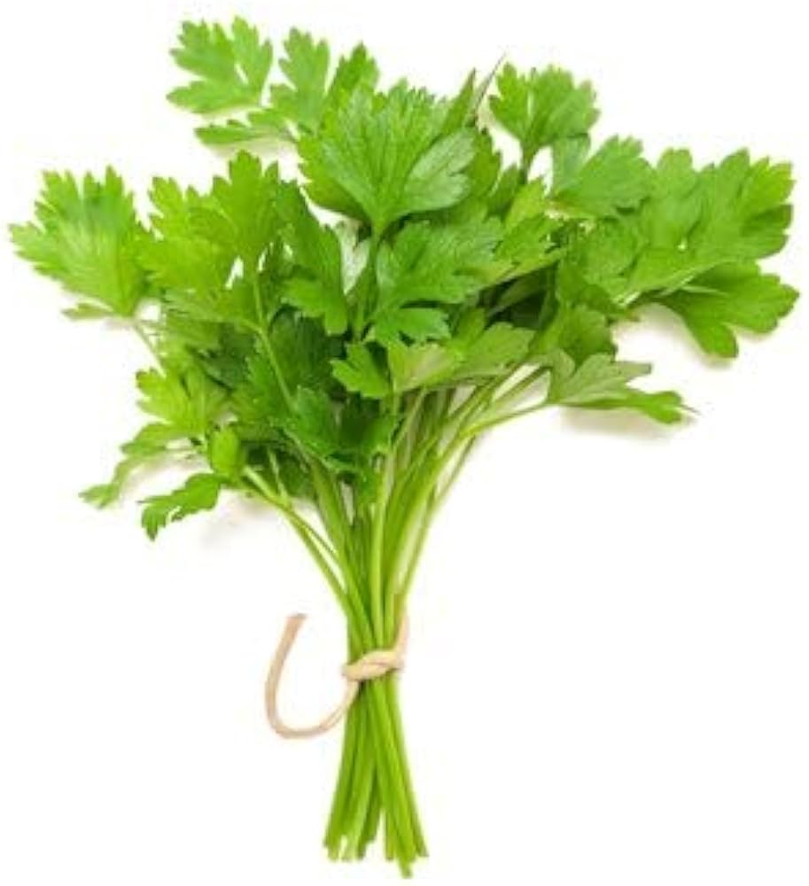 Coriander white Blume clusters attracting pollinators