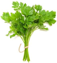 Coriander white Blume clusters attracting pollinators
