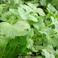 Coriandrum sativum Calypso cilantro Anbau in containers