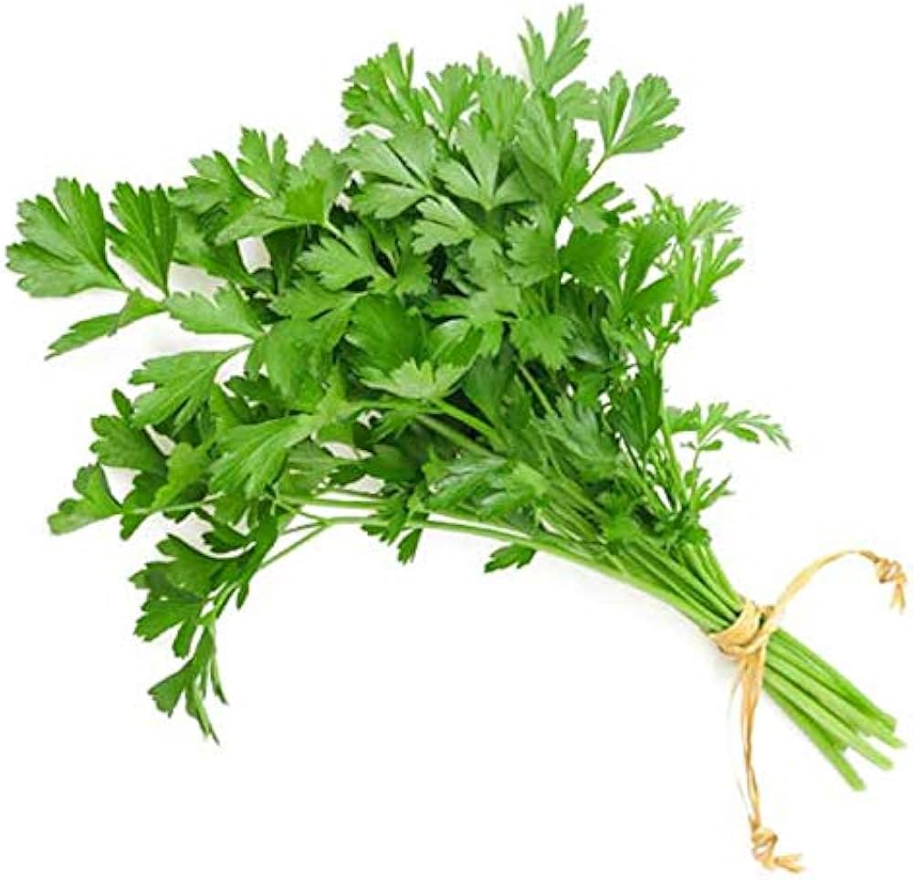 Coriandrum sativum leafy green Pflanze grown from Samen