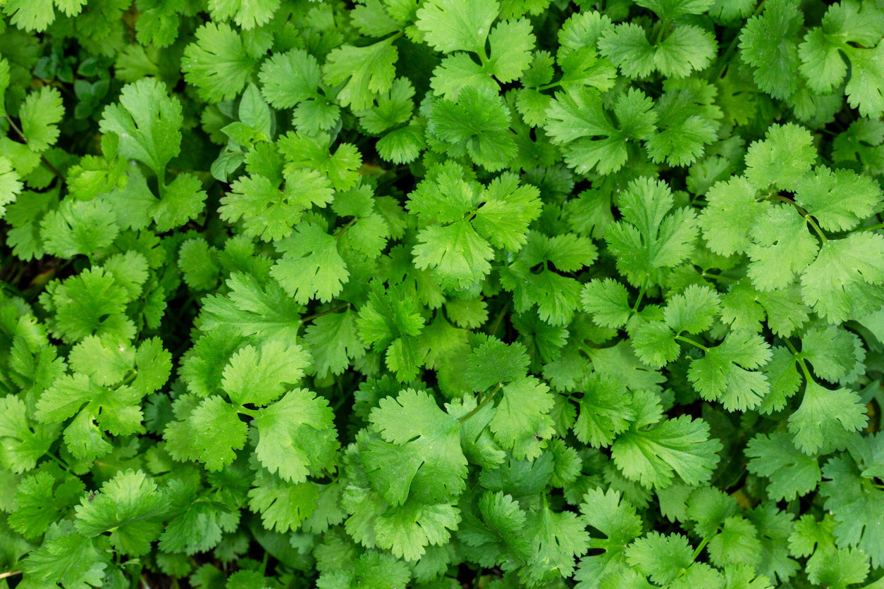 Coriandrum sativum Santo cilantro Anbau in containers