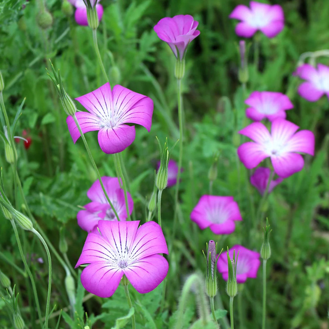 Corncockle Blumensamen zur Aussaat Anzucht Traditionssorte & ohne Gentechnik Samen Hausgarten