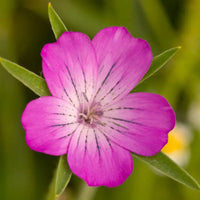 Corncockle Blumensamen zur Aussaat Anzucht Traditionssorte & ohne Gentechnik Samen Hausgarten