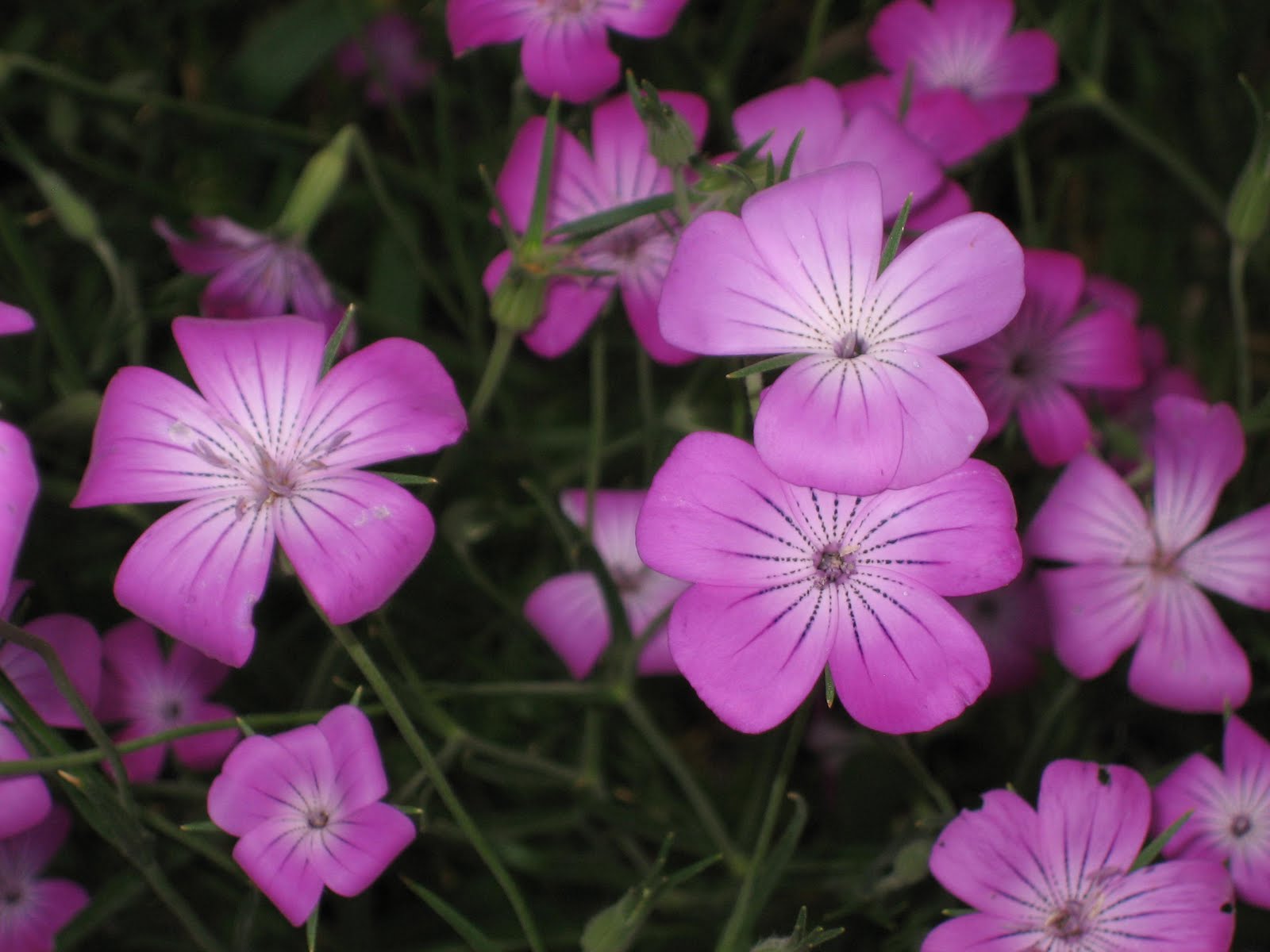 Corncockle Blumensamen zur Aussaat Anzucht Traditionssorte & ohne Gentechnik Samen Hausgarten