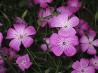Corncockle Blumensamen zur Aussaat Anzucht Traditionssorte & ohne Gentechnik Samen Hausgarten