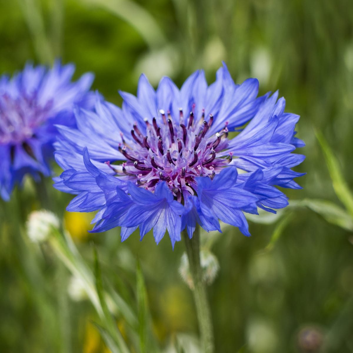 Lila centaurea cyanus blume samen for anpflanzung - easy to grow, heirloom & gmo free samen for home garten
 
 sale for anpflanzung in home garten