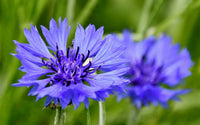 Lila Centaurea Cyanus Blumensamen zur Aussaat – Anzucht – Traditionssorte & ohne Gentechnik Samen Hausgarten