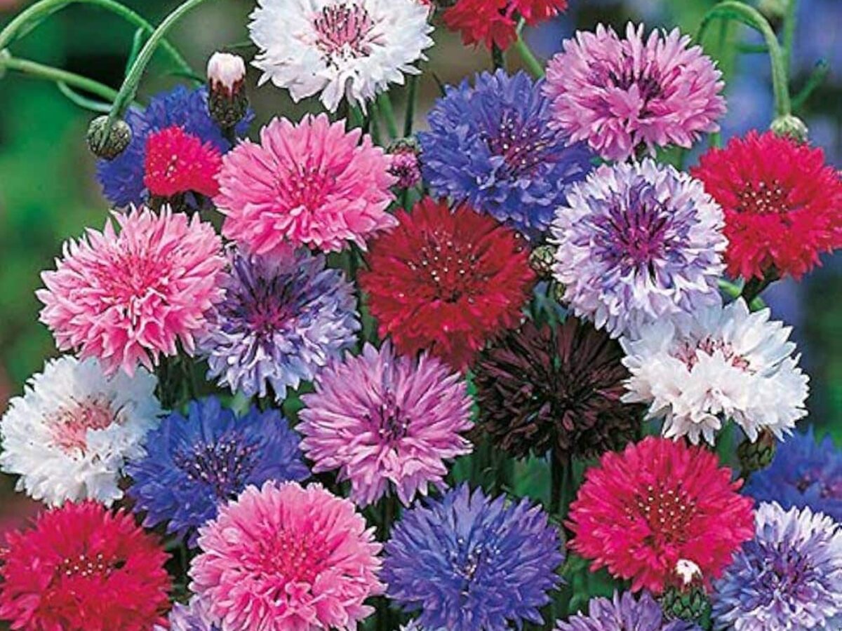 Cornflower Blumensamen zur Aussaat Halbschatten verträglich Traditionssorte & ohne Gentechnik Samen Hausgarten
