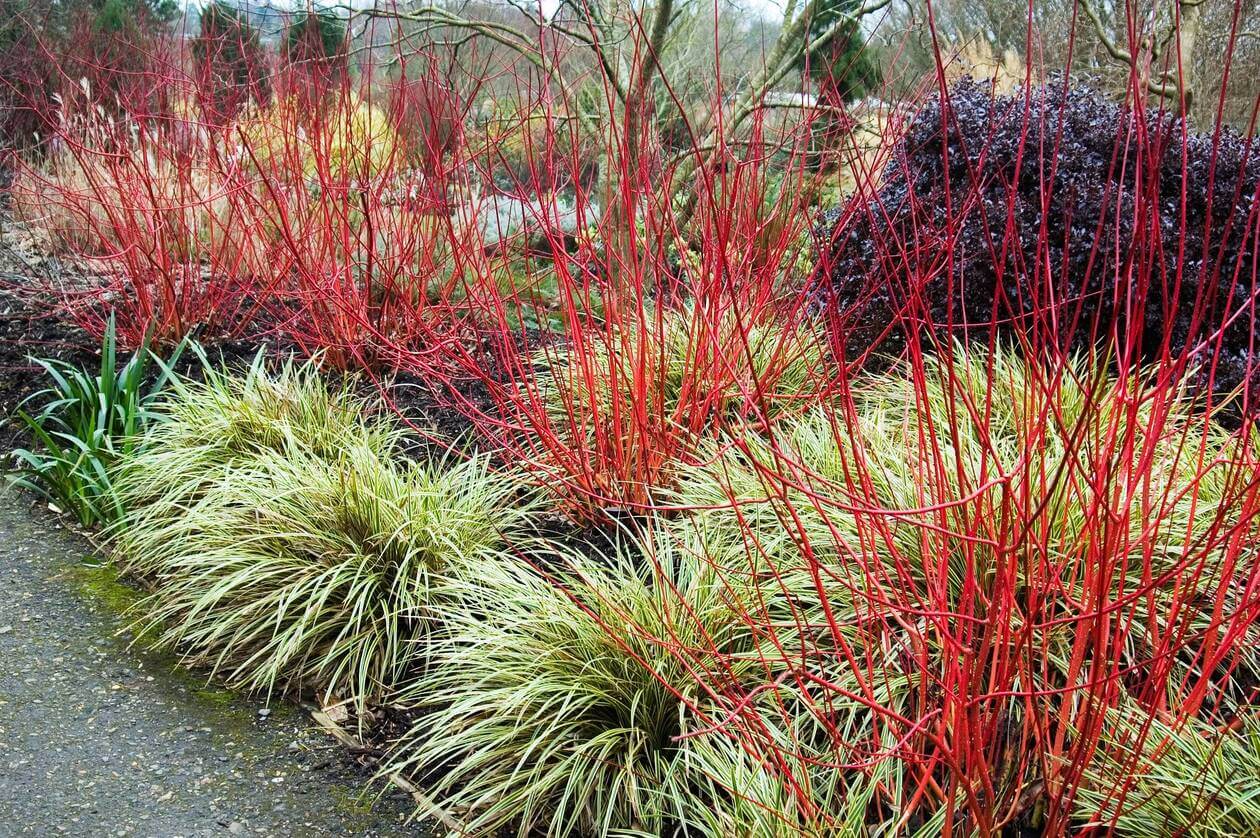 Rote Cornus-alba- Pflanzen Samen für einfaches Anpflanzen