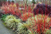 Rote Cornus-alba- Pflanzen Samen für einfaches Anpflanzen
