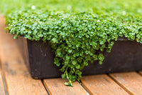 Corsican Mint Samen Germinating in Moist Soil